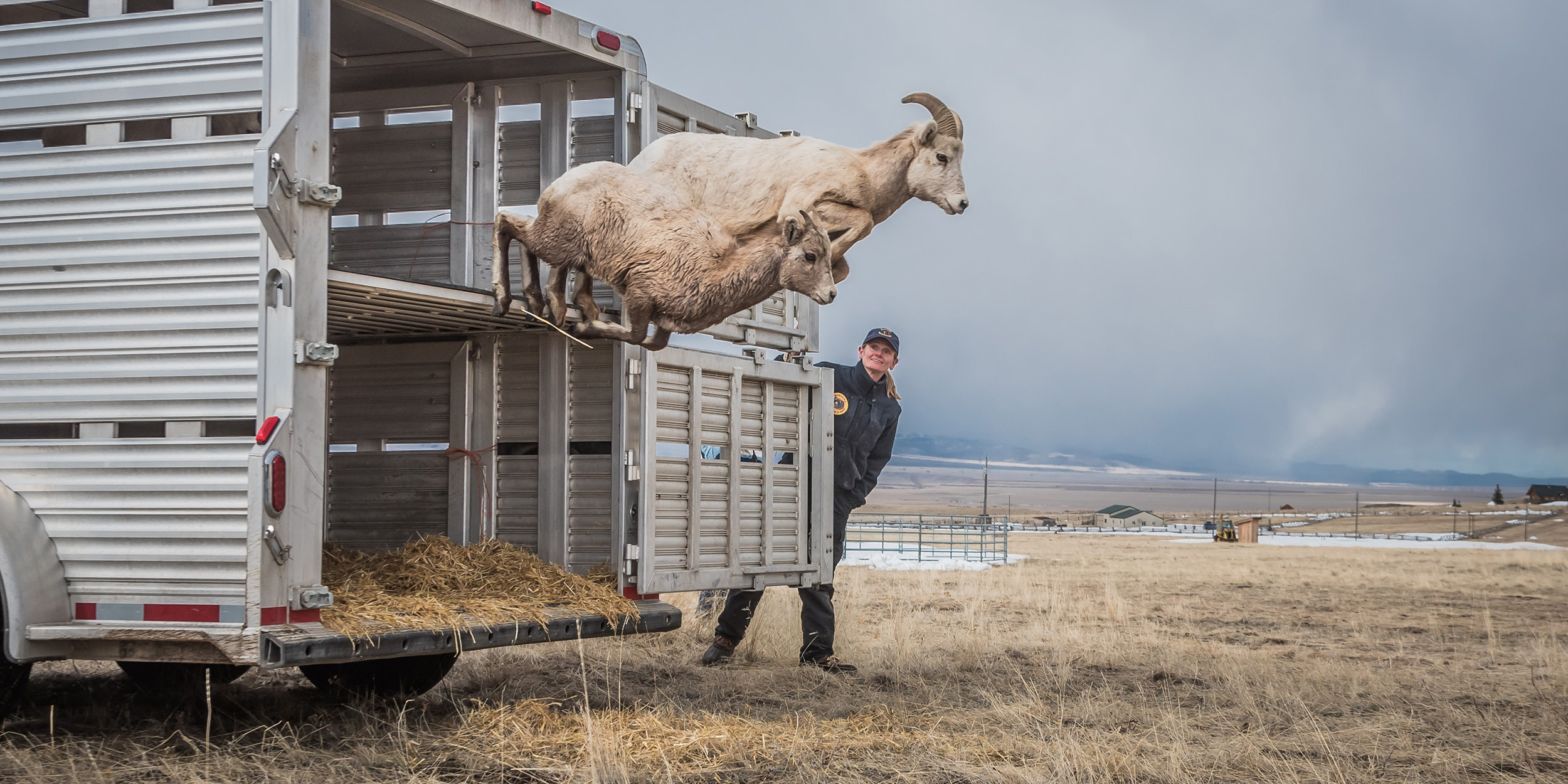 Two bighorn sheep jumping out of trailer with Julie Cunningham on door. Photo by Ric Horst